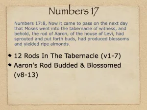 Numbers 17 Outline
