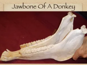 Click to enlarge image. Judges 15 Photo Jawbone Of A Donkey