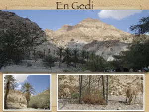 1 Samuel 24 - En Gedi