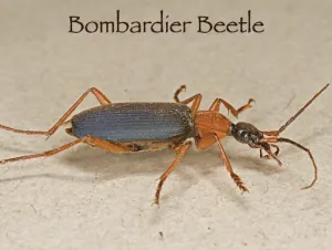 Click to enlarge image. Job 41 - Bombardier Beetle