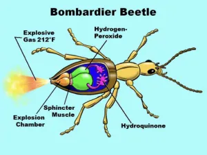 Job 41 - Bombardier Beetle Diagram