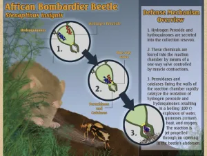 Click to enlarge image. Job 41 - Bombardier Beetle Explanation