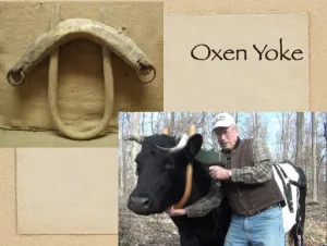 Click to enlarge image. Jeremiah 28 - Oxen Yoke