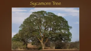 Click to enlarge image. Luke 19 - Sycamore Tree