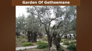 Luke 22 - Garden Of Gethsemane